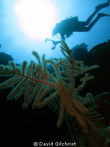 Photo taken Roatan, Honduras. Canon S 100 camera in Canon... by David Gilchrist 